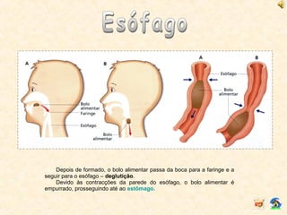 Depois de formado, o bolo alimentar passa da boca para a faringe e a
seguir para o esófago – deglutição.
Devido às contracções da parede do esófago, o bolo alimentar é
empurrado, prosseguindo até ao estômago.
 