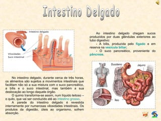 Ao intestino delgado chegam sucos
produzidos por duas glândulas exteriores ao
tubo digestivo:
- A bílis, produzida pelo fígado e em
reserva na vesícula biliar;
- O suco pancreático, proveniente do
pâncreas.
No intestino delgado, durante cerca de três horas,
os alimentos são sujeitos a movimentos intestinais que
facilitam não só a sua mistura com o suco pancreático,
a bílis e o suco intestinal, mas também a sua
deslocação ao longo daquele órgão.
O quimo transforma-se assim, num líquido leitoso –
o quilo, que vai ser conduzido até ao intestino grosso.
A parede do intestino delgado é revestida
internamente por numerosas vilosidades intestinais. Os
produtos da digestão, úteis ao organismo, sofrem
absorção.
Duodeno Jejuno
Íleo
 