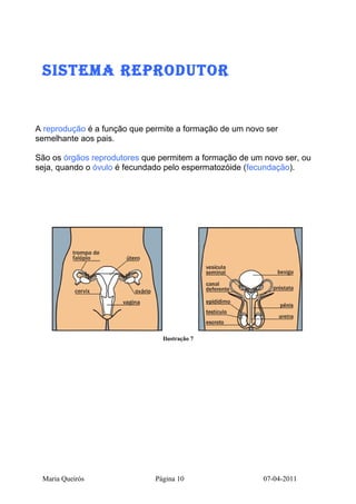 SiSteMA RePROdUtOR


A reprodução é a função que permite a formação de um novo ser
semelhante aos pais.

São os órgãos reprodutores que permitem a formação de um novo ser, ou
seja, quando o óvulo é fecundado pelo espermatozóide (fecundação).




                                Ilustração 7




 Maria Queirós                Página 10                  07-04-2011
 