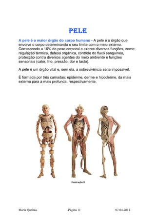 PeLe
A pele é o maior órgão do corpo humano - A pele é o órgão que
envolve o corpo determinando o seu limite com o meio externo.
Corresponde a 16% do peso corporal e exerce diversas funções, como:
regulação térmica, defesa orgânica, controle do fluxo sanguíneo,
protecção contra diversos agentes do meio ambiente e funções
sensoriais (calor, frio, pressão, dor e tacto).

A pele é um órgão vital e, sem ela, a sobrevivência seria impossível.

É formada por três camadas: epiderme, derme e hipoderme, da mais
externa para a mais profunda, respectivamente.




                                Ilustração 8




Maria Queirós                 Página 11                    07-04-2011
 