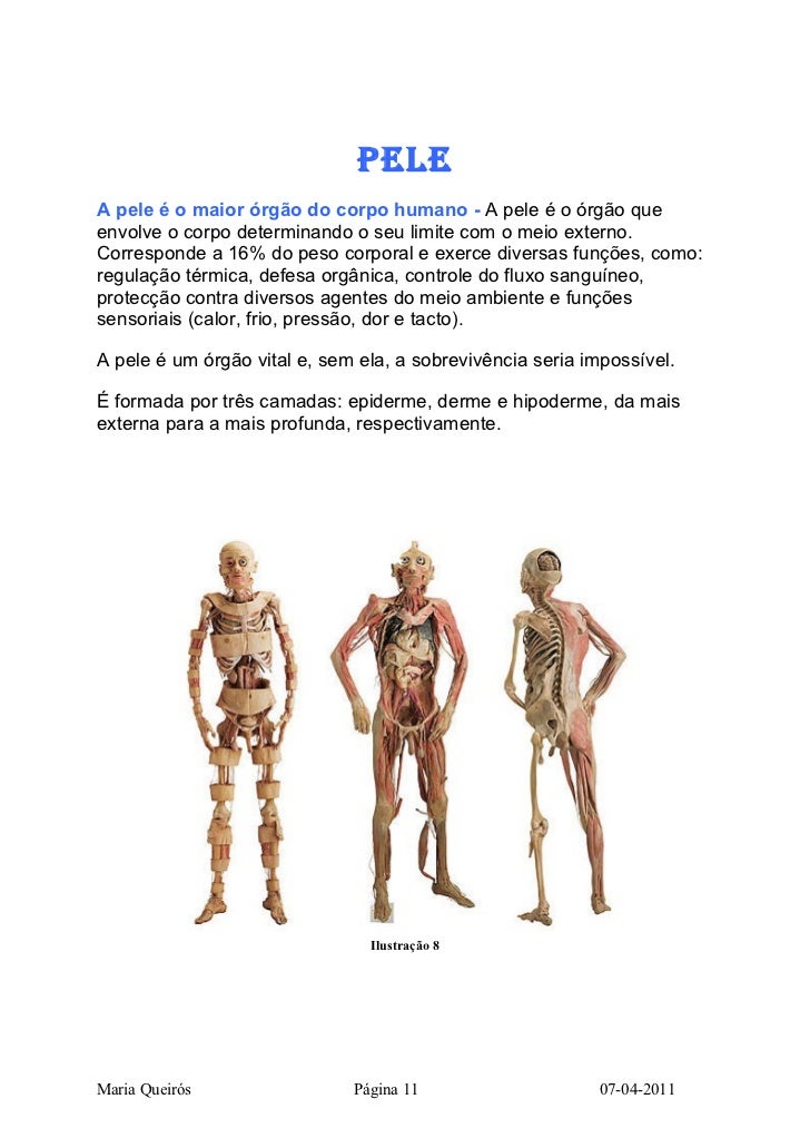 Qual O Maior Nível Organizacional Do Corpo Humano