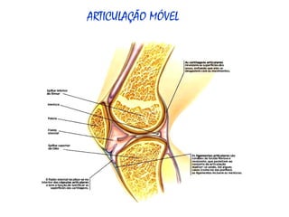 ARTICULAÇÃO MÓVEL 
