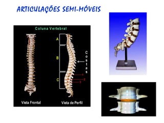 ARTICULAÇÕES SEMI-MÓVEIS 