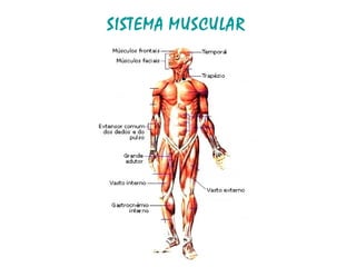 SISTEMA   MUSCULAR 
