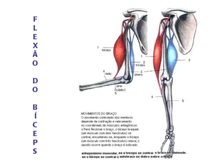 F L E X Ã O D O B Í C E P S 