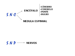 ENCÉFALO MEDULA ESPINHAL S N C S N P   NERVOS  CÉREBRO CEREBELO PONTE BULBO 