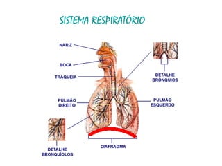 SISTEMA RESPIRATÓRIO 