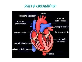 SISTEMA CIRCULATÓRIO átrio direito átrio esquerdo aorta aorta 
