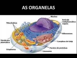 AS ORGANELAS
 