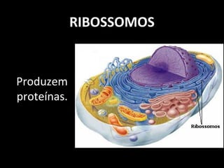 RIBOSSOMOS
Produzem
proteínas.
 