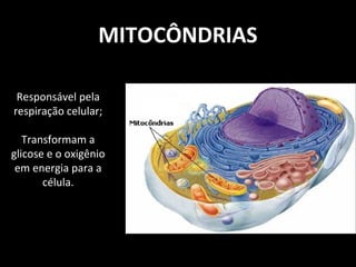 MITOCÔNDRIAS
Responsável pela
respiração celular;
Transformam a
glicose e o oxigênio
em energia para a
célula.
 