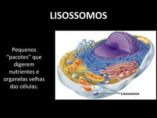 LISOSSOMOS
Pequenos
“pacotes” que
digerem
nutrientes e
organelas velhas
das células.
 