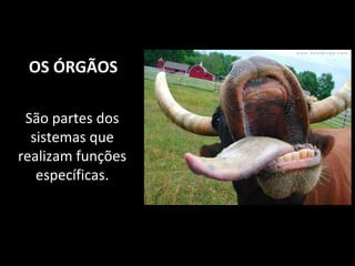 OS ÓRGÃOS
São partes dos
sistemas que
realizam funções
específicas.
 