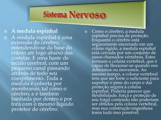  A medula espinhal
 A medula espinhal é uma
extensão do cérebro,
estendendo-se da base do
crânio até logo abaixo das
costelas. E uma haste de
tecido cerebral, com um
pequeno canal passando
através de todo seu
comprimento. Toda a
medula é coberta por
membranas, tal como o
cérebro, e é também
banhada por dentro e por
fora com o mesmo líquido
protetor do cérebro.
 Como o cérebro, a medula
espinhal precisa de proteção.
Enquanto o cérebro está
seguramente encerrado em um
crânio rígido, a medula espinhal
está cercada por um conjunto de
ossos chamados vértebras. Estes
formam a coluna vertebral, que é
capaz de flexionar-se quando nos
dobramos ou movemos. Ao
mesmo tempo, a coluna vertebral
tem que ser forte o suficiente para
suportar o peso do corpo e dar
proteção segura à coluna
espinhal. Poderia parecer que
flexibilidade, força e proteção de
seu frágil conteúdo não poderiam
ser obtidos pela coluna vertebral,
mas sua construção engenhosa
toma tudo isso possível.
 