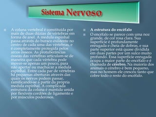  A coluna vertebral é constituída por
mais de duas dúzias de vértebras em
forma de anel. A medula espinhal
passa através do buraco existente no
centro de cada uma das vértebras, e
é completamente protegida pelos
arcos ósseos. As protuberâncias
ósseas das vértebras articulam-se de
maneira que cada vértebra pode
mover-se apenas um pouco, para
não apertar ou machucar a medula
espinhal. Entre cada par de vértebras
há pequenas aberturas através das
quais os nervos podem passar,
ramificando-se a partir da própria
medula espinhal. A complicada
estrutura da coluna é mantida unida
por flexíveis cordões de ligamento e
por músculos poderosos.
 A estrutura do encéfalo
 O encéfalo se parece com uma noz
grande, de cor rosa clara. Sua
superfície é profundamente
enrugada e cheia de dobras, e sua
parte superior está quase dividida
em duas partes por um sulco muito
profundo. Essa superfície enrugada
ocupa a maior parte do encéfalo e é
chamada de cérebro. Na maioria dos
animais o cérebro é bem pequeno,
mas no homem ele cresceu tanto que
cobre todo o resto do encéfalo.
 