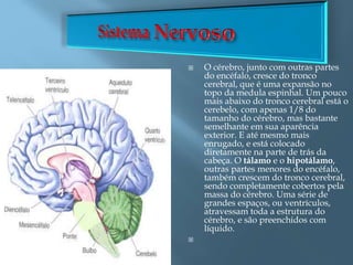  O cérebro, junto com outras partes
do encéfalo, cresce do tronco
cerebral, que é uma expansão no
topo da medula espinhal. Um pouco
mais abaixo do tronco cerebral está o
cerebelo, com apenas 1/8 do
tamanho do cérebro, mas bastante
semelhante em sua aparência
exterior. E até mesmo mais
enrugado, e está colocado
diretamente na parte de trás da
cabeça. O tálamo e o hipotálamo,
outras partes menores do encéfalo,
também crescem do tronco cerebral,
sendo completamente cobertos pela
massa do cérebro. Uma série de
grandes espaços, ou ventrículos,
atravessam toda a estrutura do
cérebro, e são preenchidos com
líquido.

 