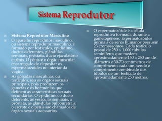  Sistema Reprodutor Masculino
 O aparelho reprodutor masculino,
ou sistema reprodutor masculino, é
formado por testículos, epidídimo,
ductos deferentes, glândulas
seminais, próstata, ducto ejaculatório
e pênis. O pênis é o órgão muscular
encarregado de depositar os
espermatozoides no interior da
vagina.
 As gônadas masculinas, ou
testículos, são os órgãos sexuais
principais, pois produzem os
gametas e os hormônios que
definem as características sexuais
secundárias. O epidídimo, o ducto
deferente, as vesículas seminais, a
próstata, as glândulas bulbouretrais,
o escroto e o pênis são chamados de
órgãos sexuais acessórios.
 O espermatozóide é a célula
reprodutiva formada durante a
gametogênese. Espermatozóides
normais de seres humanos possuem
23 cromossomos. Cada testículo
possui de 250 a 1.000 túbulos
seminíferos que medem
aproximadamente 150 a 250 µm de
diâmetro e 30-70 centímetros de
comprimento cada um, sendo o
comprimento combinado dos
túbulos de um testículo de
aproximadamente 250 metros.
 
