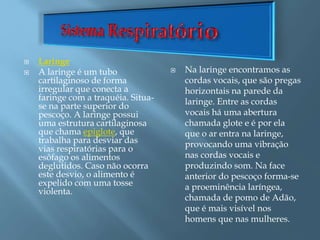  Laringe
 A laringe é um tubo
cartilaginoso de forma
irregular que conecta a
faringe com a traquéia. Situa-
se na parte superior do
pescoço. A laringe possui
uma estrutura cartilaginosa
que chama epiglote, que
trabalha para desviar das
vias respiratórias para o
esôfago os alimentos
deglutidos. Caso não ocorra
este desvio, o alimento é
expelido com uma tosse
violenta.
 Na laringe encontramos as
cordas vocais, que são pregas
horizontais na parede da
laringe. Entre as cordas
vocais há uma abertura
chamada glote e é por ela
que o ar entra na laringe,
provocando uma vibração
nas cordas vocais e
produzindo som. Na face
anterior do pescoço forma-se
a proeminência laríngea,
chamada de pomo de Adão,
que é mais visível nos
homens que nas mulheres.
 