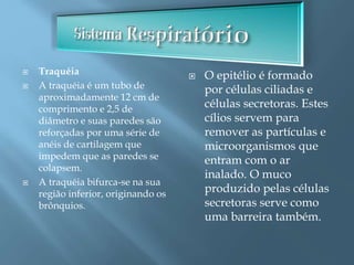  Traquéia
 A traquéia é um tubo de
aproximadamente 12 cm de
comprimento e 2,5 de
diâmetro e suas paredes são
reforçadas por uma série de
anéis de cartilagem que
impedem que as paredes se
colapsem.
 A traquéia bifurca-se na sua
região inferior, originando os
brônquios.
 O epitélio é formado
por células ciliadas e
células secretoras. Estes
cílios servem para
remover as partículas e
microorganismos que
entram com o ar
inalado. O muco
produzido pelas células
secretoras serve como
uma barreira também.
 