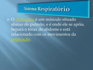  O diafragma é um músculo situado
abaixo do pulmão, e é onde ele se apóia.
Separa o tórax do abdome e está
relacionado com os movimentos da
respiração.
 
