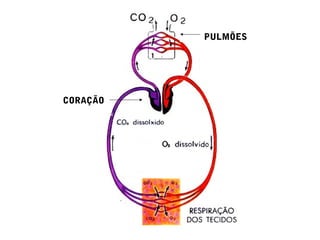 CORAÇÃO
PULMÕES
 