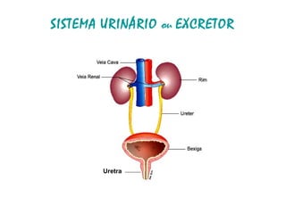 SISTEMA URINÁRIO ou EXCRETOR
Uretra
 