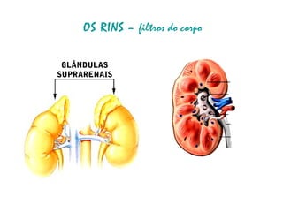GLÂNDULAS
SUPRARENAIS
OS RINS – filtros do corpo
 