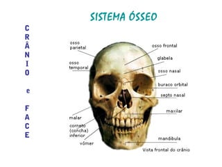 SISTEMA ÓSSEO
C
R
Â
N
I
O
e
F
A
C
E
 