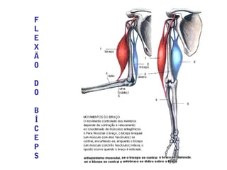 F
L
E
X
Ã
O
D
O
B
Í
C
E
P
S
 