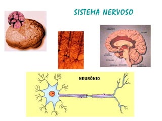 SISTEMA NERVOSO
NEURÔNIO
 