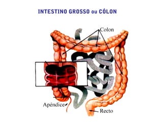 INTESTINO GROSSO ou CÓLON
 