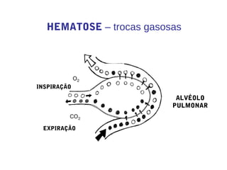 HEMATOSE – trocas gasosas
ALVÉOLO
PULMONAR
INSPIRAÇÃO
EXPIRAÇÃO
 
