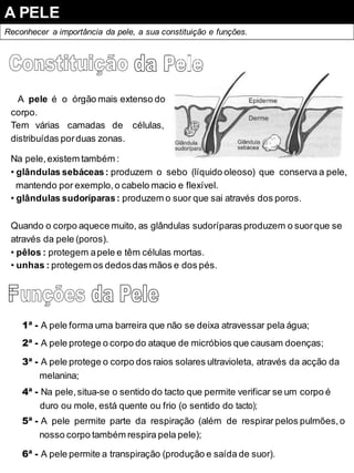 A PELE
Reconhecer a importância da pele, a sua constituição e funções.
A pele é o órgão mais extenso do
corpo.
Tem várias camadas de células,
distribuídas porduas zonas.
Na pele,existem também :
• glândulas sebáceas: produzem o sebo (líquido oleoso) que conserva a pele,
mantendo por exemplo,o cabelo macio e flexível.
• glândulas sudoríparas: produzem o suor que sai através dos poros.
Quando o corpo aquece muito, as glândulas sudoríparas produzem o suorque se
através da pele (poros).
• pêlos : protegem apele e têm células mortas.
• unhas : protegem os dedosdas mãos e dos pés.
1ª - A pele forma uma barreira que não se deixa atravessar pela água;
2ª - A pele protege o corpo do ataque de micróbios que causam doenças;
3ª - A pele protege o corpo dos raios solares ultravioleta, através da acção da
melanina;
4ª - Na pele,situa-se o sentido do tacto que permite verificar se um corpo é
duro ou mole, está quente ou frio (o sentido do tacto);
5ª - A pele permite parte da respiração (além de respirar pelos pulmões,o
nosso corpo também respira pela pele);
6ª - A pele permite a transpiração (produção e saída de suor).
 