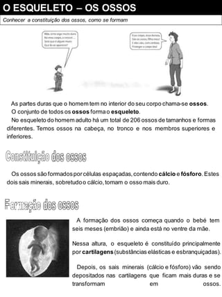 O ESQUELETO – OS OSSOS
Conhecer a constituição dos ossos, como se formam
As partes duras que o homem tem no interior do seu corpo chama-se ossos.
O conjunto de todos os ossos formao esqueleto.
No esqueleto do homem adulto há um total de 206 ossos de tamanhos e formas
diferentes. Temos ossos na cabeça, no tronco e nos membros superiores e
inferiores.
Os ossos são formadosporcélulas espaçadas,contendo cálcio e fósforo.Estes
dois sais minerais, sobretudoo cálcio,tornam o osso mais duro.
A formação dos ossos começa quando o bebé tem
seis meses (embrião) e ainda está no ventre da mãe.
Nessa altura, o esqueleto é constituído principalmente
por cartilagens(substâncias elásticas e esbranquiçadas).
Depois, os sais minerais (cálcio e fósforo) vão sendo
depositados nas cartilagens que ficam mais duras e se
transformam em ossos.
 