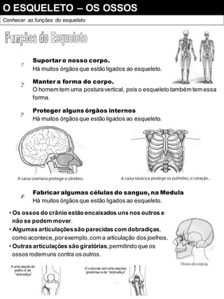 O ESQUELETO – OS OSSOS
Conhecer as funções do esqueleto
Suportar o nosso corpo.
1ª
Há muitos órgãos que estão ligados ao esqueleto.
Manter a forma do corpo.
2ª
O homem tem uma posturavertical, pois o esqueleto também tem essa
forma.
Proteger alguns órgãos internos
3ª
Há muitos órgãos que estão ligados ao esqueleto.
Fabricar algumas células do sangue, na Medula
4ª
Há muitos órgãos que estão ligados ao esqueleto.
• Os ossos do crânio estão encaixados uns nos outros e
não se podem mover.
• Algumas articulaçõessão parecidas com dobradiças,
como acontece,porexemplo,com a articulação dos joelhos.
• Outras articulações são giratórias,permitindo que os
ossos rodemuns contra os outros.
A articulação do
joelho é de
“dobradiça”
O cotovelo tem articulações
giratórias e de “dobradiça”
 