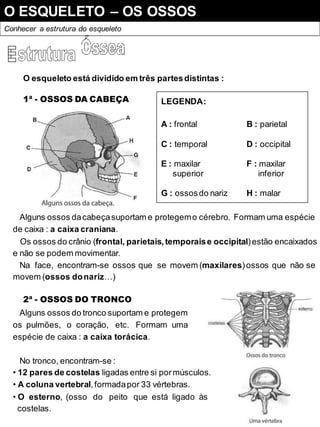 O ESQUELETO – OS OSSOS
Conhecer a estrutura do esqueleto
O esqueleto está dividido em três partesdistintas :
1ª - OSSOS DA CABEÇA LEGENDA:
A : frontal B : parietal
C : temporal D : occipital
E : maxilar F : maxilar
superior inferior
G : ossosdo nariz H : malar
Alguns ossos dacabeçasuportam e protegemo cérebro. Formam uma espécie
de caixa : a caixa craniana.
Os ossos do crânio (frontal, parietais,temporaise occipital)estão encaixados
e não se podem movimentar.
Na face, encontram-se ossos que se movem (maxilares)ossos que não se
movem (ossos donariz…)
2ª - OSSOS DO TRONCO
Alguns ossos do tronco suportam e protegem
os pulmões, o coração, etc. Formam uma
espécie de caixa : a caixa torácica.
No tronco, encontram-se :
• 12 pares de costelas ligadas entre si pormúsculos.
• A coluna vertebral,formadapor 33 vértebras.
• O esterno, (osso do peito que está ligado às
costelas.
 