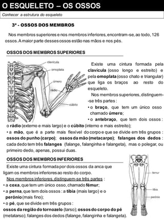 O ESQUELETO – OS OSSOS
Conhecer a estrutura do esqueleto
3ª - OSSOS DOS MEMBROS
Nos membros superiores e nos membros inferiores,encontram-se,ao todo,126
ossos.A maior parte dessesossos estão nas mãos e nos pés.
OSSOS DOS MEMBROS SUPERIORES
Existe uma cintura formada pela
clavícula (osso longo e estreito) e
pela omoplata(osso chato e triangular)
que liga os braços ao resto do
esqueleto.
Nos membros superiores,distinguem-
-se três partes :
• o braço, que tem um único osso
chamado úmero;
• o antebraço, que tem dois ossos :
o rádio (externo e mais largo) e o cúbito (interno e mais estreito);
• a mão, que é a parte mais flexível do corpo e que se divide em três grupos :
ossos do punho (carpo); ossosda mão (metacarpo); falanges dos dedos :
cada dedo tem três falanges (falange, falanginha e falangeta), mas o polegar, ou
primeiro dedo, apenas, possui duas.
OSSOS DOS MEMBROS INFERIORES
Existe uma cintura formadapor dois ossos da anca que
ligam os membros inferioresao resto do corpo.
Nos membros inferiores,distinguem-se três partes :
• a coxa,que tem um único osso,chamado fémur;
• a perna,que tem dois ossos : a tíbia (mais largo) e o
perónio(mais fino);
• o pé, que se divide em três grupos :
ossos da regiãodo tornozelo (tarso);ossosdo corpo do pé
(metatarso); falanges dos dedos (falange,falanginha e falangeta).
 