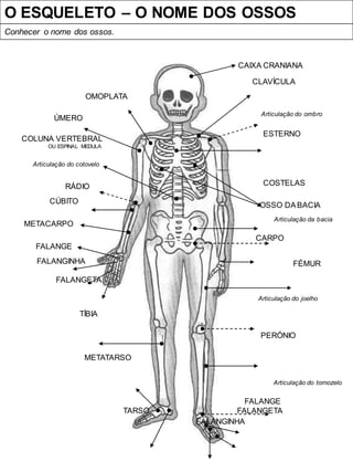 O ESQUELETO – O NOME DOS OSSOS
Conhecer o nome dos ossos.
CAIXA CRANIANA
OMOPLATA
CLAVÍCULA
ÚMERO
Articulação do ombro
COLUNA VERTEBRAL
OU ESPINAL MEDULA
ESTERNO
Articulação do cotovelo
RÁDIO
CÚBITO
METACARPO
FALANGE
FALANGINHA
FALANGETA
COSTELAS
OSSO DABACIA
Articulação da bacia
CARPO
FÉMUR
TÍBIA
Articulação do joelho
PERÓNIO
METATARSO
Articulação do tornozelo
FALANGE
TARSO FALANGETA
FALANGINHA
 