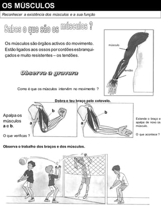 OS MÚSCULOS
Reconhecer a existência dos músculos e a sua função
Os músculos são órgãos activos do movimento.
Estão ligados aos ossos porcordõesesbranqui-
çados e muito resistentes – os tendões.
músculo
tendão
Como é que os músculos intervêm no movimento ?
Dobra o teu braço pelo cotovelo.
b b
Apalpa os
músculos a a
a e b.
O que verificas ?
Estende o braço e
apalpa de novo os
músculo.
O que acontece ?
Observa o trabalho dos braços e dos músculos.
 