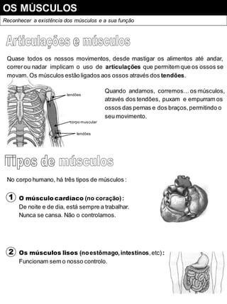 OS MÚSCULOS
Reconhecer a existência dos músculos e a sua função
Quase todos os nossos movimentos, desde mastigar os alimentos até andar,
correrou nadar implicam o uso de articulações que permitem que os ossos se
movam. Os músculos estão ligados aos ossos através dos tendões.
tendões
corpo muscular
Quando andamos, corremos… os músculos,
através dos tendões, puxam e empurram os
ossos das pernas e dos braços,permitindo o
seu movimento.
tendões
No corpo humano, há três tipos de músculos :
1 O músculo cardíaco (no coração):
De noite e de dia, está sempre a trabalhar.
Nunca se cansa. Não o controlamos.
2 Os músculos lisos (noestômago,intestinos,etc):
Funcionam sem o nosso controlo.
 