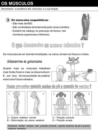 OS MÚSCULOS
Reconhecer a existência dos músculos e a sua função
3 Os músculos esqueléticos :
- São mais de 600;
- São controlados directamente pelo nosso cérebro;
- Existem na cabeça,no pescoço,no tronco, nos
membros superiorese inferiores.
Os músculos de um doente imobilizado,na cama, tornam-se fracos e moles.
Quanto mais os músculos trabalham
mais fortes ficam e mais se desenvolvem.
E, por isso, há necessidade de praticar
exercíciosfísicosvariados.
A – Coluna vertebral normal
B – Deformação da coluna vertebral
C – Posição correcta
D – Posição errada
Devemos manter sempre uma posição correcta, quando estamos de pé e quando
estamos sentados.
 