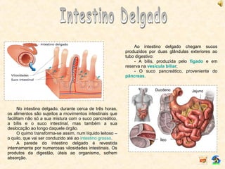 Ao intestino delgado chegam sucos
produzidos por duas glândulas exteriores ao
tubo digestivo:
- A bílis, produzida pelo fígado e em
reserva na vesícula biliar;
- O suco pancreático, proveniente do
pâncreas.
No intestino delgado, durante cerca de três horas,
os alimentos são sujeitos a movimentos intestinais que
facilitam não só a sua mistura com o suco pancreático,
a bílis e o suco intestinal, mas também a sua
deslocação ao longo daquele órgão.
O quimo transforma-se assim, num líquido leitoso –
o quilo, que vai ser conduzido até ao intestino grosso.
A parede do intestino delgado é revestida
internamente por numerosas vilosidades intestinais. Os
produtos da digestão, úteis ao organismo, sofrem
absorção.
Duodeno Jejuno
Íleo
 