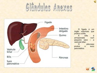 O fígado é um
órgão volumoso que
produz a bílis.
A bílis é
armazenada num
pequeno saco – a
vesícula biliar.
O pâncreas
produz o suco
pancreático.
 