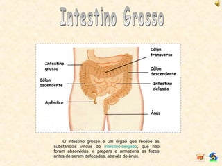 O intestino grosso é um órgão que recebe as
substâncias vindas do intestino delgado, que não
foram absorvidas, e prepara e armazena as fezes
antes de serem defecadas, através do ânus.
Cólon
ascendente
Intestino
grosso
Intestino
delgado
Cólon
transverso
Cólon
descendente
Ânus
Apêndice
 