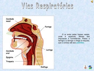 O ar entra pelas fossas nasais,
onde é aquecido, filtrado das
impurezas e humedecido. Passa a
faringe e a laringe e chega à traqueia,
que o conduz até aos pulmões.
Laringe
Esófago
Traqueia
Epiglote
Cavidade
oral
Cavidade
nasal
Faringe
 