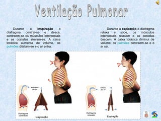 Durante a inspiração o
diafragma contrai-se e desce,
contraem-se os músculos intercostais
e as costelas elevam-se. A caixa
torácica aumenta de volume, os
pulmões dilatam-se e o ar entra.
Durante a expiração o diafragma
relaxa e sobe, os músculos
intercostais relaxam e as costelas
descem. A caixa torácica diminui de
volume, os pulmões contraem-se e o
ar sai.
 
