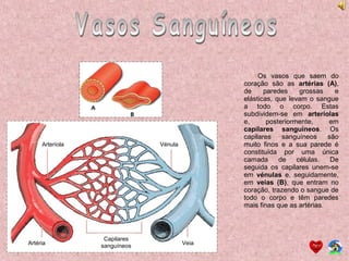 Os vasos que saem do
coração são as artérias (A),
de paredes grossas e
elásticas, que levam o sangue
a todo o corpo. Estas
subdividem-se em arteríolas
e, posteriormente, em
capilares sanguíneos. Os
capilares sanguíneos são
muito finos e a sua parede é
constituída por uma única
camada de células. De
seguida os capilares unem-se
em vénulas e, seguidamente,
em veias (B), que entram no
coração, trazendo o sangue de
todo o corpo e têm paredes
mais finas que as artérias.
Arteríola
Artéria
Capilares
sanguíneos Veia
Vénula
 
