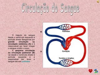O trajecto do sangue
desde o ventrículo esquerdo à
aurícula direita designa-se por
grande circulação ou
circulação sistémica (A) e é
responsável por fazer chegar
o sangue a todo o corpo.
A pequena circulação
ou circulação pulmonar (B)
vai desde o ventrículo direito à
aurícula esquerda e é
responsável por levar o
sangue até aos pulmões.
A
B
 