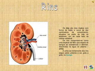 Os rins são dois órgãos com
forma de feijão e cerca de dez
centímetros de comprimento,
situados na parte de trás do
abdómen, um de cada lado da
coluna vertebral.
Os rins comportam-se como
uma espécie de filtro que separa do
sangue as substâncias a eliminar,
dissolvidas na água do plasma –
urina.
A urina sai lentamente dos rins
segue pelos ureteres e cai, gota a
gota, na bexiga.
 