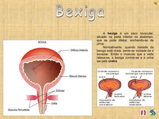 A bexiga é um saco muscular,
situado na parte inferior do abdómen,
que se pode dilatar, enchendo-se de
urina.
Normalmente, quando metade da
bexiga está cheia, sente-se vontade de a
esvaziar. Então o músculo que a veda
relaxa-se, a bexiga contrai-se e a urina
sai pela uretra.
 